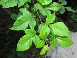 Image result for Harrisonia