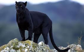 Kahve Falinda Panter Gormek Falda Panter 2020 Panter Siyah Jaguar Vahsi Hayvanlar