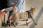Cheetoh Cat Breed Information - Bengal Cat & Ocicat Mix