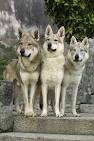 Czechoslovakian Wolfdog - Price, Temperament, Life span