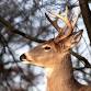 Beasts & Beer: Lessons from the SW WI CWD Deer and Predator Study