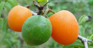 Image result for Ximenia afra