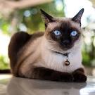 7 Fascinating Facts About Siamese Cats