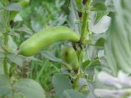 Image result for Vicia faba