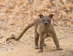 Le Blog Des Animaux Dictionnaire Des Animaux Animaux Image Insolite Insolite