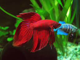 I still admire the ever so common and humble veiltail more than the big fancy halfmoons. Red Veil Tail Male Betta With Blue Female Betta In The Backround Betta Betta Fish Aquarium Fish