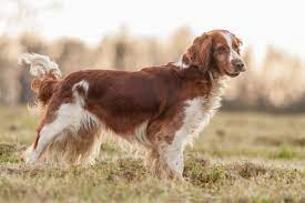 Thought to be comparable to the old land spaniel, they are similar to the english springer spaniel and historically have been referred to as both the welsh spaniel and the welsh cocker spaniel. Welsh Springer Spaniel Hunderasse Mit Bild Info Temperament Charakteristiken Und Fakten