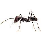 Get answers from best pest solutions llc staff and past visitors. Pest Control Service In Janesville Wi Free Inspections