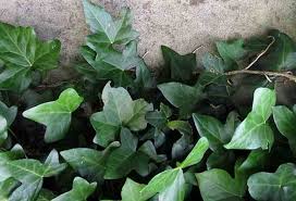 What plants can grow without light. Indoor Plants That Don T Need Sunlight With Houseplant Pictures