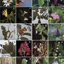 Image result for Justicia anagalloides