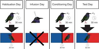 I've got nothing to hold me back. Endogenous Opioids Facilitate Intrinsically Rewarded Birdsong Scientific Reports