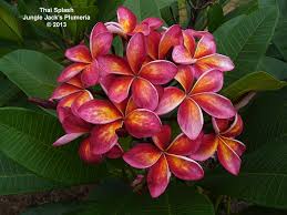 Pin On Plumeria For 2013