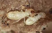 Specializing in pest control, termite control, mosquito and rodent exclusion. Orkin Termite Treatment Pest Control Exterminator Service