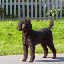 Adopt poodle dogs in texas. Standard Poodle