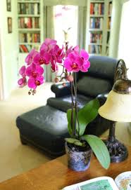 The vast majority of orchids grown in the home are epiphytes, meaning they live in nature by clinging to trees or even stones. Does Your Large Orchid Plant Need More Water