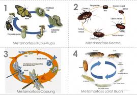 Check spelling or type a new query. Pengertian Metamorfosis Jenis Tahapan Fase Dan Serangga