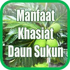 Khasiat daun sukun dan cara konsumsi untuk mengatasi berbagai penyakit. Telecharger Manfaat Khasiat Daun Sukun Google Play Apps Ayb0clankflc Mobile9