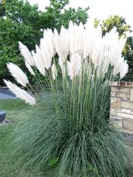 Dwarf White Pampas Grass Seeds 50 Count Bright White Plumes Downrightnatural On Artfire Pampas Grass Landscape Pampas Grass Seed Grasses Landscaping