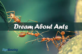 Dream About Ants Symbolic Meaning And Interpretations Ants Dream Meanings Ants In House
