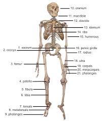 Sectional diagram of a long bone. Diagram Skull Bones Diagram Full Version Hd Quality Radiodiagram Mariachiaragadda It