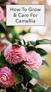 Learn More About The Care Needs Of Your Beloved Camellias Beautiful Rose Flowers Rose Like Flowers Best Roses