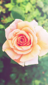Rose flower wallpapers rome fontanacountryinn com. Pink Rose Phone Wallpaper Hd Novocom Top