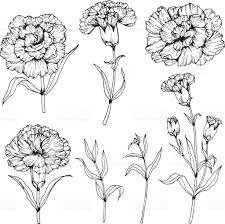 Image Result For Carnation Drawing Carnation Flower Tattoo Carnation Tattoo Birth Flower Tattoos