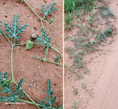 Image result for Acanthosicyos naudinianus