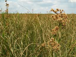 Image result for Cladium mariscus