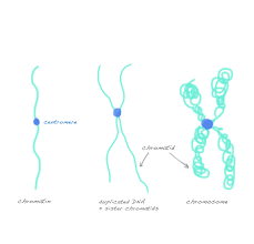 Chromatin Chromosomes And Chromatids Mitosis Meiosis I Need This As A Poster I Repeat Thi Teaching Biology Science Cells Teaching Middle School Science