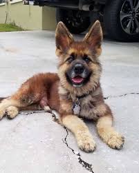 Stay updated about german shepherd puppies for sale under 100. Dwarf German Shepherd Everything About The Breed Faq