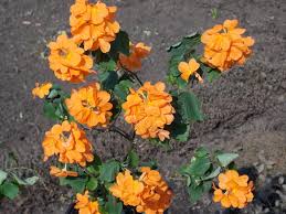 Image result for Crossandra greenstockii