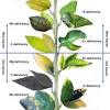 The plant may not set fruit. Https Encrypted Tbn0 Gstatic Com Images Q Tbn And9gcrhxzttaliygfbqgem9v42lkz6vscbn2sh0giyd27353mvnnshp Usqp Cau