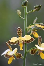 Image result for Eulophia streptopetala