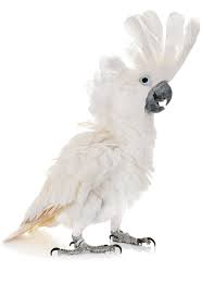 Umbrella Cockatoo The Animal Store Baby Birds For Sale