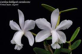 Cattleya Loddigesii Coerulescens Cattleya Cattleya Orchid Valley Of Flowers