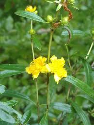 Image result for Hypericum scioanum