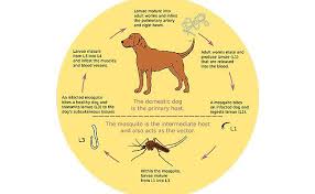 Discuss heartworm disease and treatment with the client. Heartworm Disease In Dogs How To Treat Heartworms In Dogs Petmoo