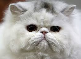 15.4.2017 adalah hari beliau lahir. Kucing Parsi