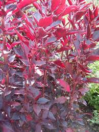 Image result for Iresine lindenii