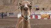 Desert fun in virginia city, nevada. Virginia City 56th Annual Camel Ostrich Races Youtube