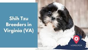 Shih tzus are extremely popular toy dogs and are adorable as puppies. 13 Shih Tzu Breeders In Virginia Va Shih Tzu Puppies For Sale Animalfate