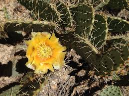 Joshua tree and yellow flowers. May 15 2017 Joshua Tree National Park U S National Park Service Wildflower Report Blog