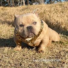 Bullymon Miniature Bully - Miniature, Pocket and Exotic Bully | Bullymon |  American Bullies Australia