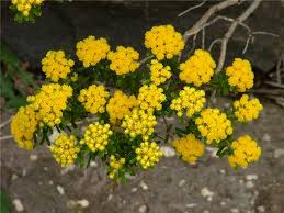 Image result for Helichrysum lineare