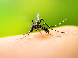 Find the resources and information you need to grow, process, distribute and retail hemp in florida. 5 Side Effects Of Dengue That May Last For A While After Recovery The Times Of India
