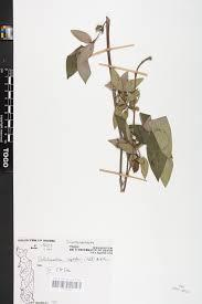 Image result for Melastomastrum capitatum