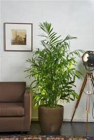 I say generally, because if you're not careful, the bamboo can get from the pot. Houston S Online Indoor Plant Pot Store Bamboo Palm Indoor Plant Pots Indoor Plants Plants