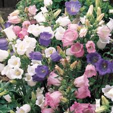 What does the name of the campanula medium mean? Buy Campanula Medium Double Mixed J Parker Dutch Bulbs