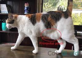 Since it is excess skin, the cat can stretch. Primordial Pouch Cat Belly Flap What Scarborough Veterinary Surgery Facebook